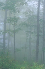 Forest trees and foliage in Vermont morning misty fog